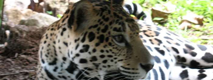 Belize zoo